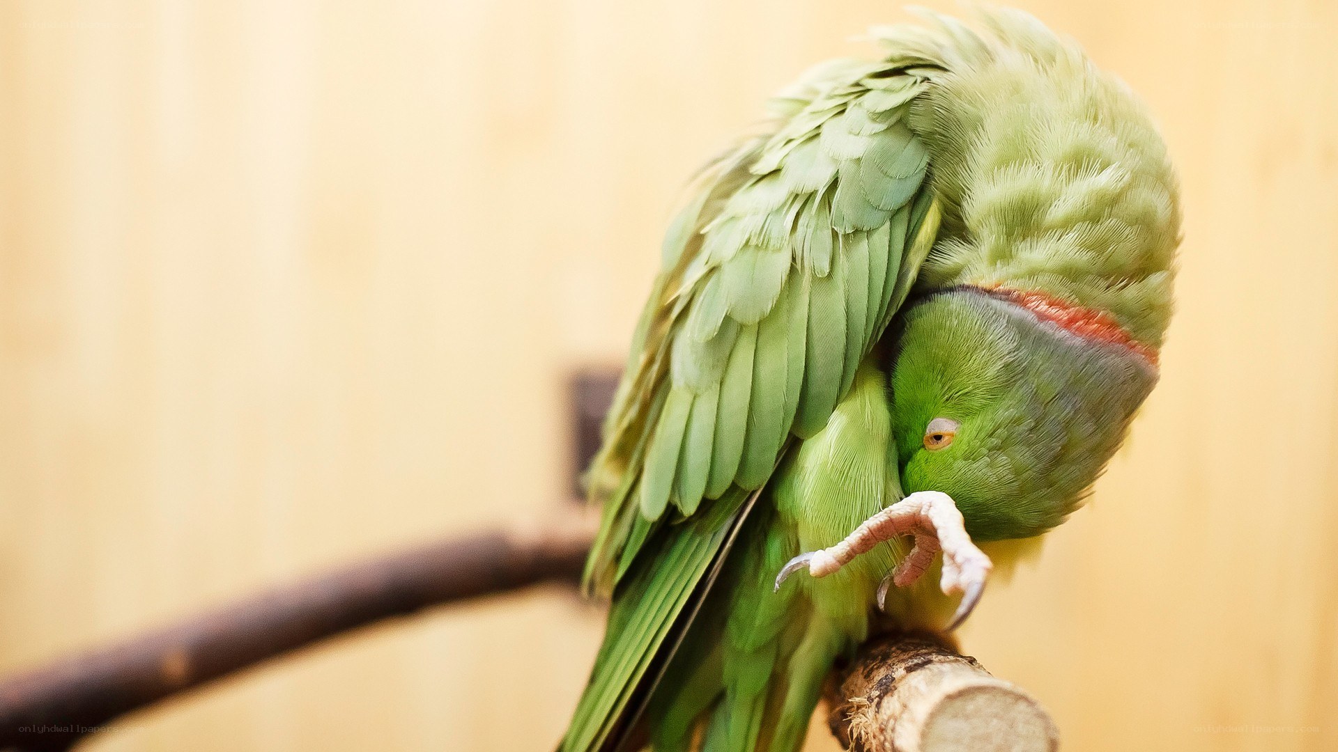 green parrot preening on branch