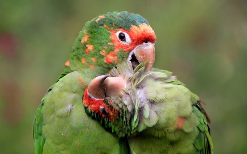 Green Parrot Preening