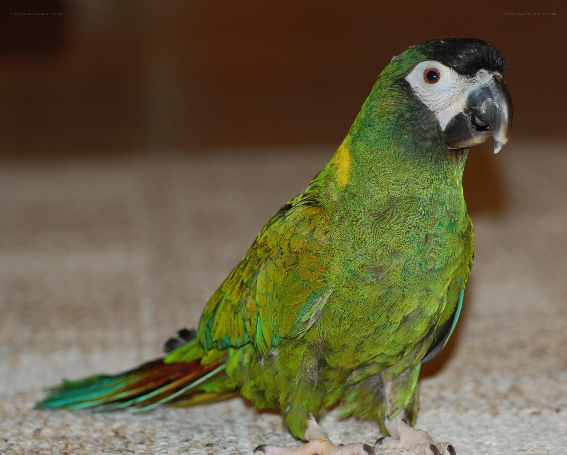 green parrot with black head