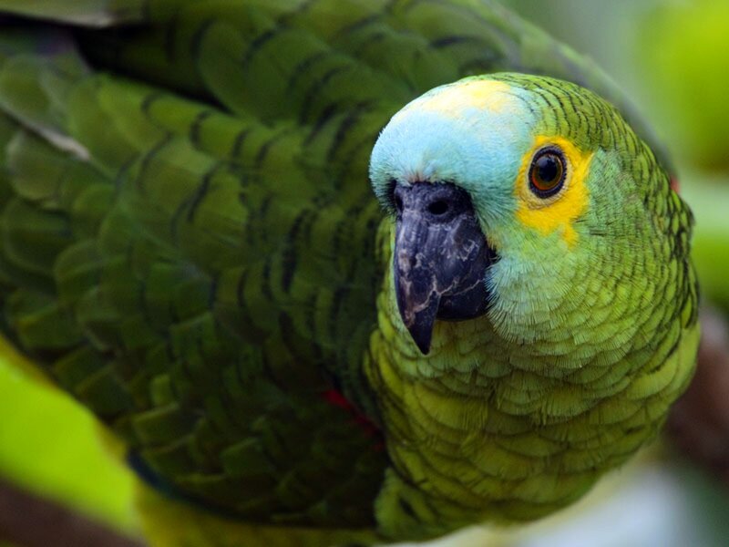 Green Parrot with Blue Head — Calm