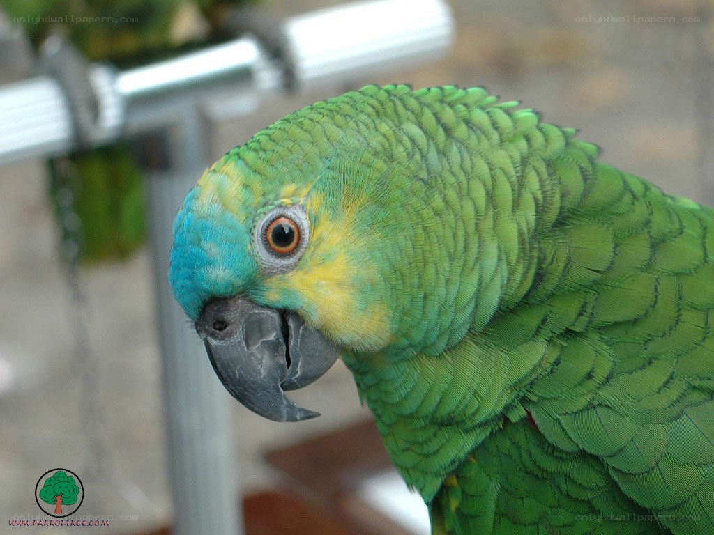 green parrot with blue head