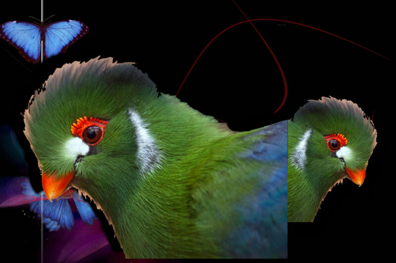 Green Parrot with Blue Wings