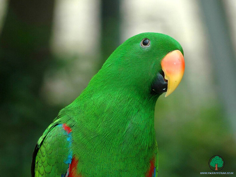green parrot with colorful beak