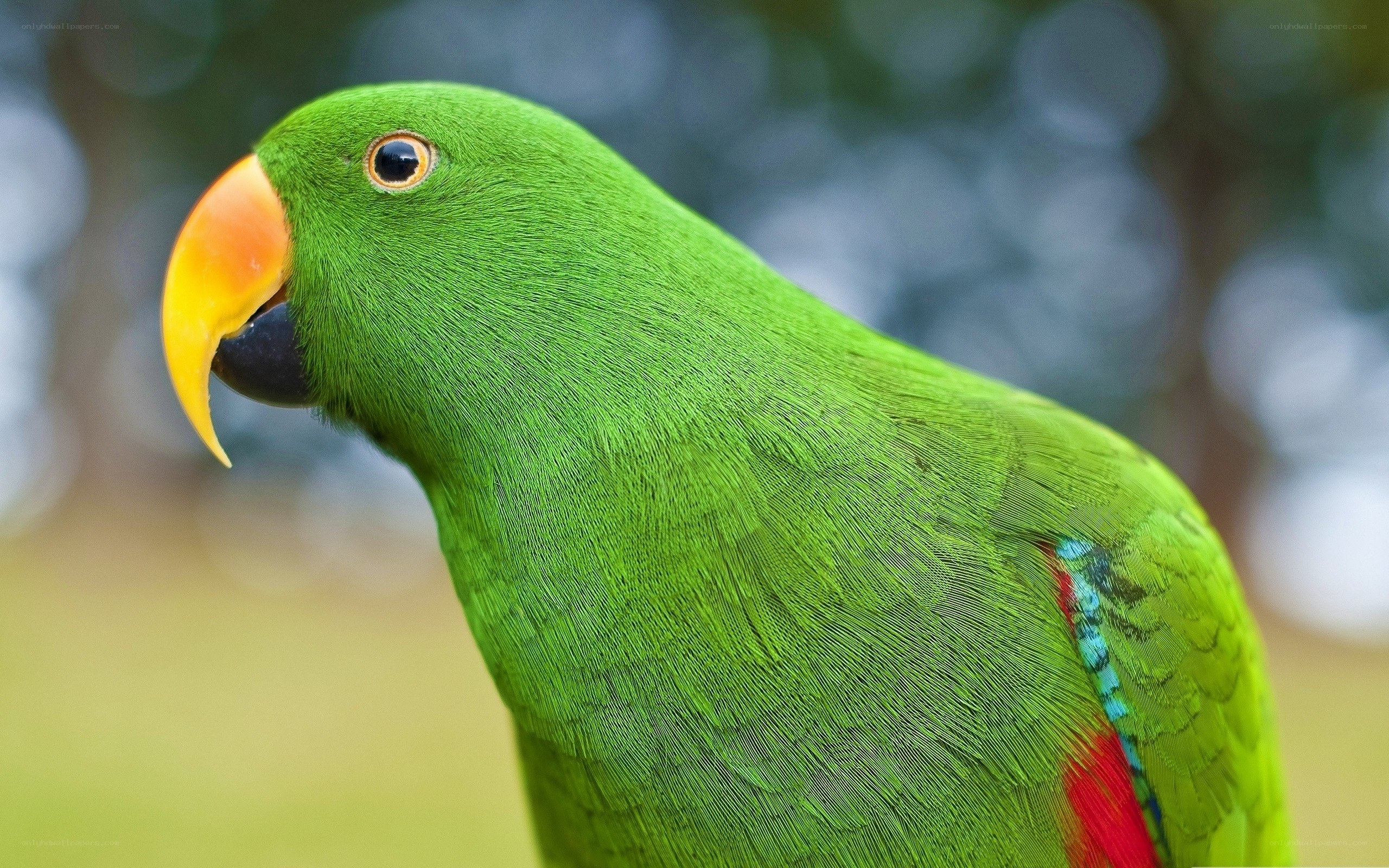 green parrot with colorful beak