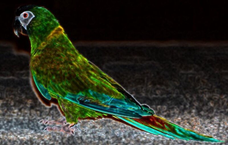 green parrot with colorful feathers