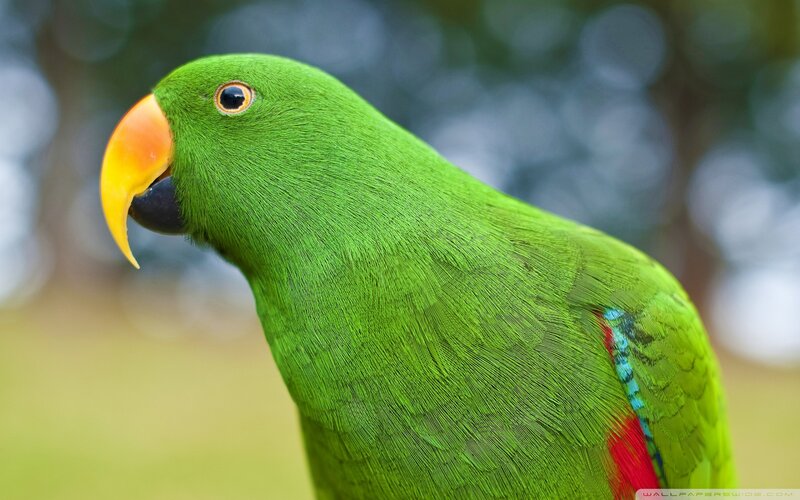 Green Parrot with Colorful Wing