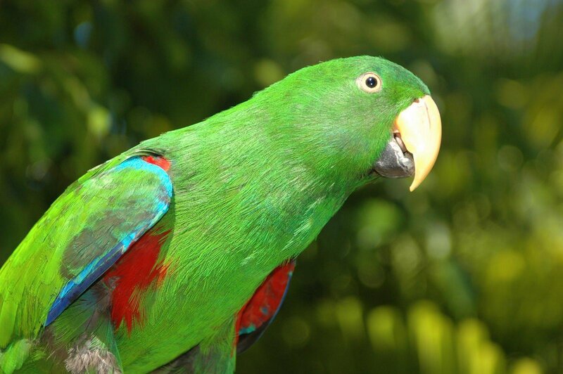 green parrot with colorful wings
