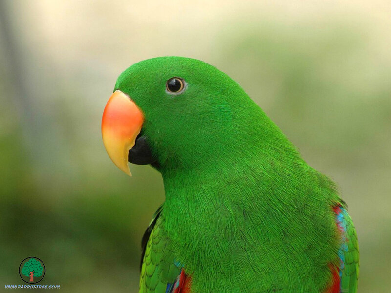 Green Parrot with Orange Beak