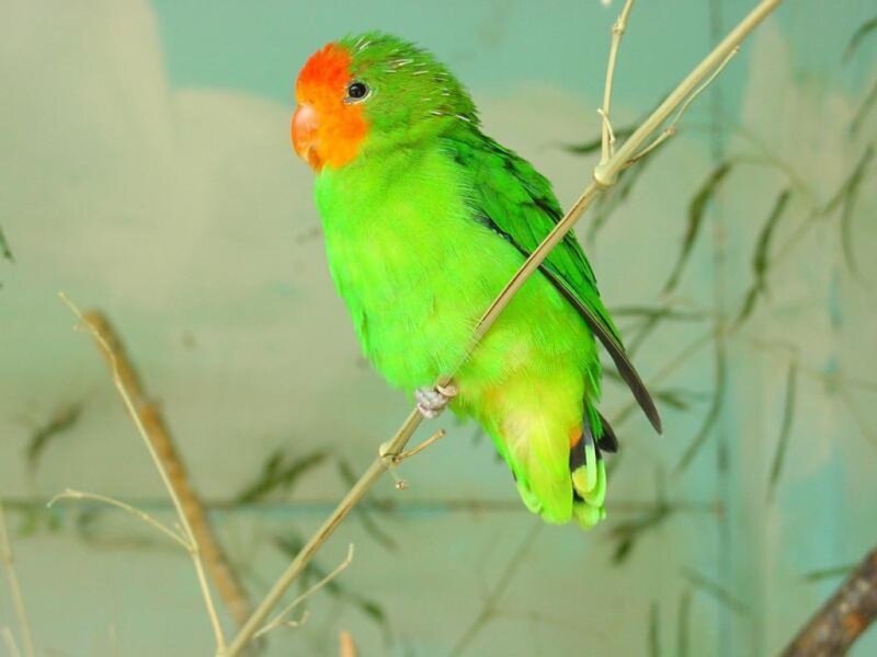 green parrot with orange face
