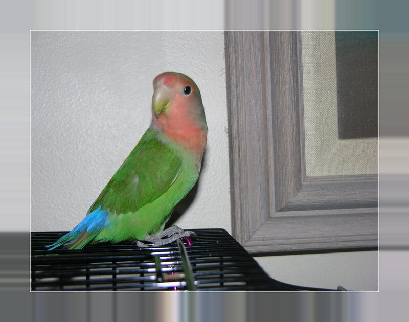 green parrot with pink face