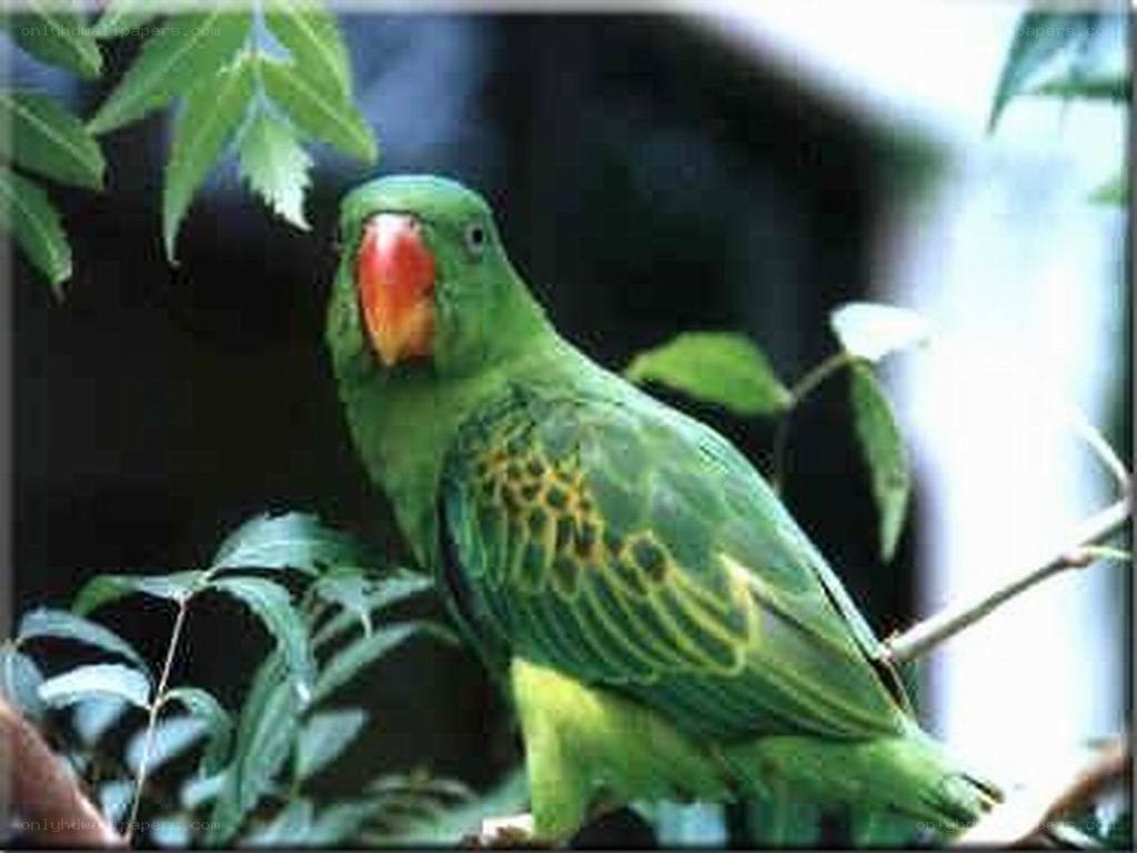 green parrot with red beak