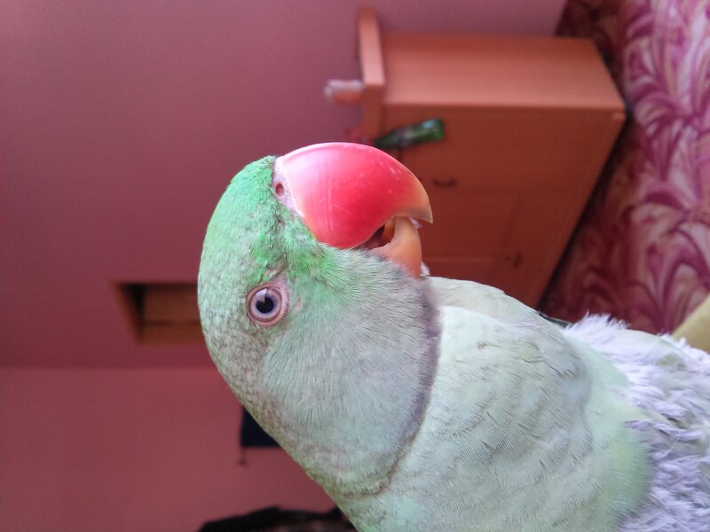 Green Parrot with Red Beak — Calm