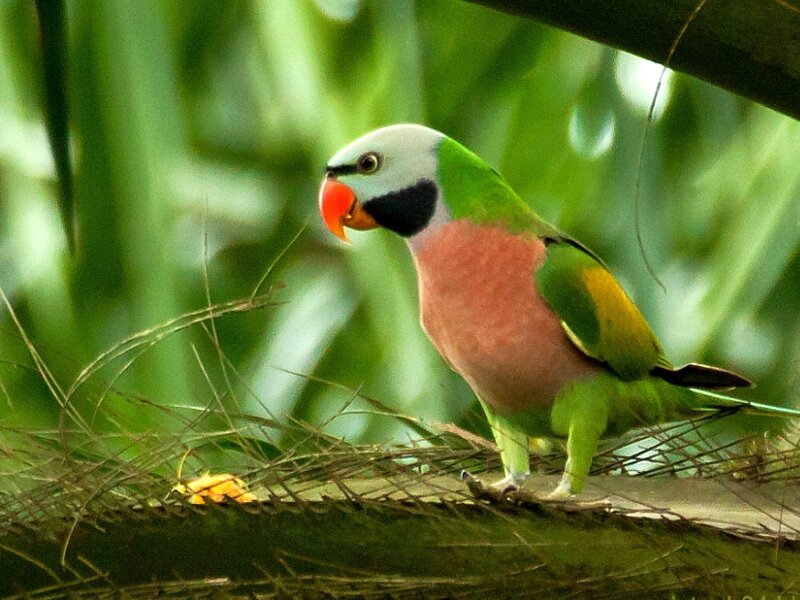 Green Parrot with Red Beak — Natural