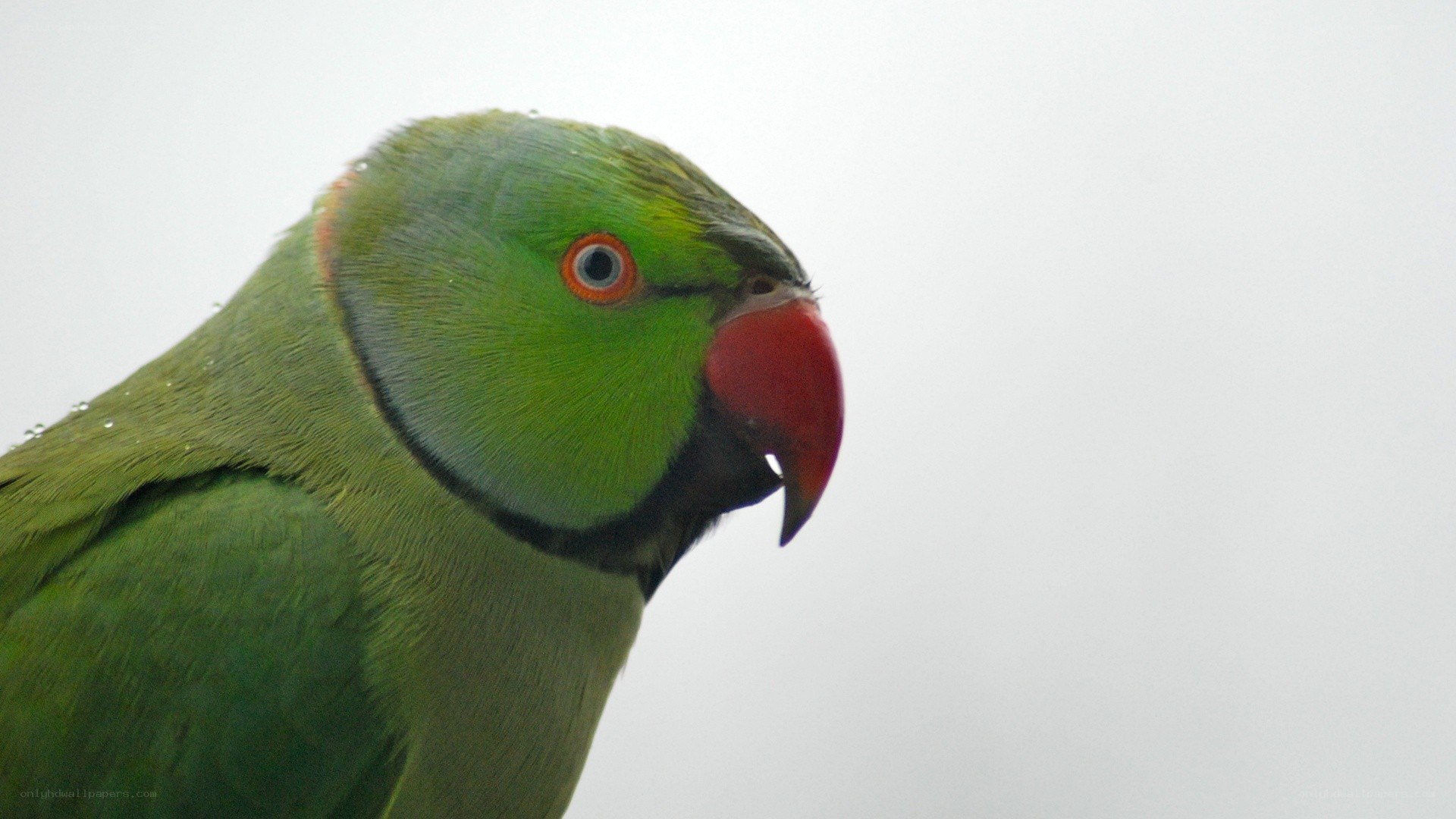 green parrot with red beak