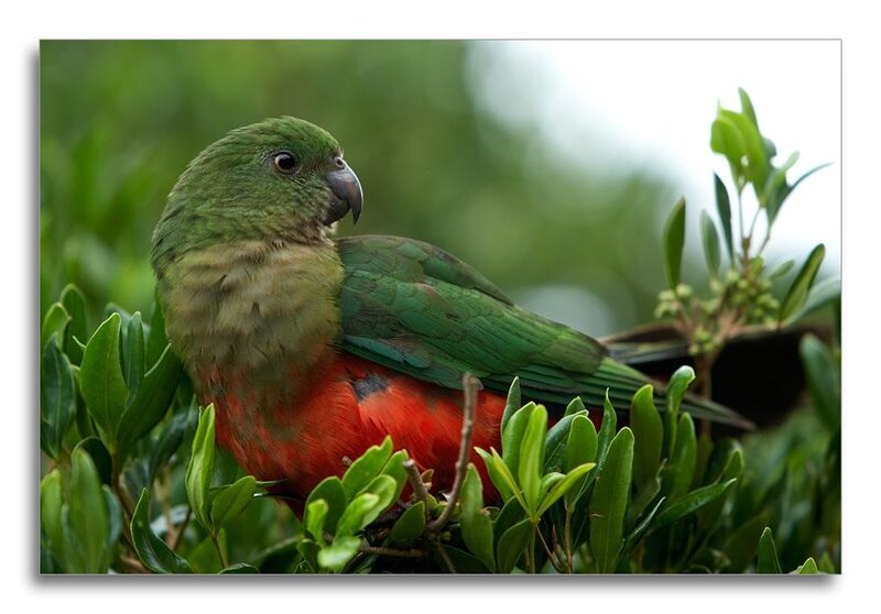 green parrot with red chest