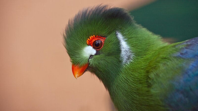 green parrot with red eye ring