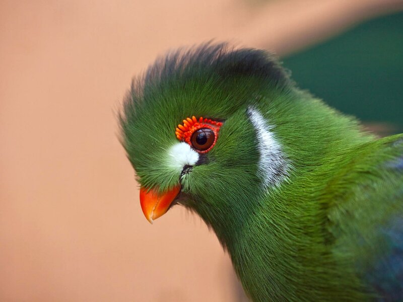 Green Parrot with Red Eye