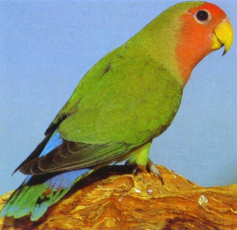 green parrot with red face