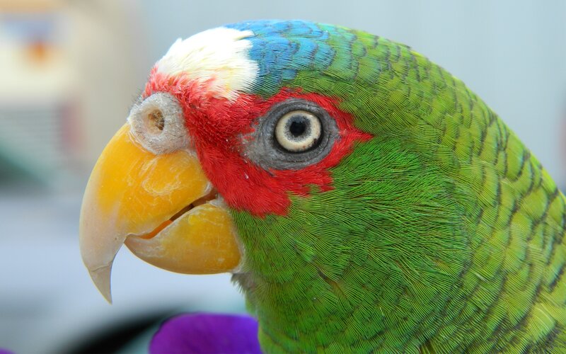 Green Parrot with Red Face — Calm