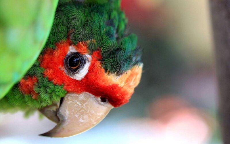 Green Parrot with Red Face — Curious, Photograph