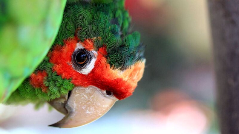 Green Parrot with Red Face — Curious