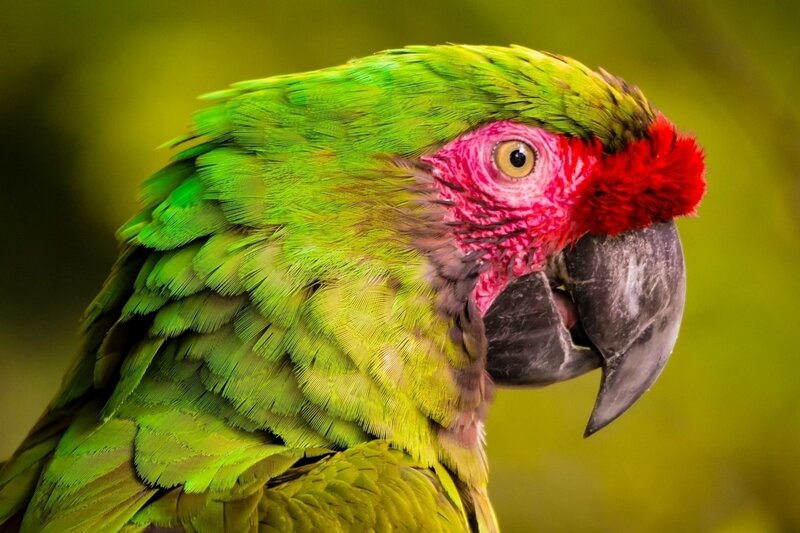 Green Parrot with Red Face — Natural