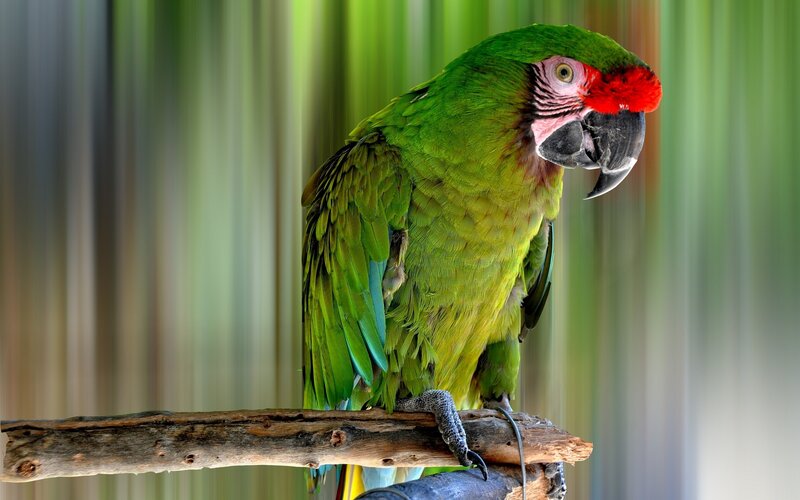 Green parrot with red face