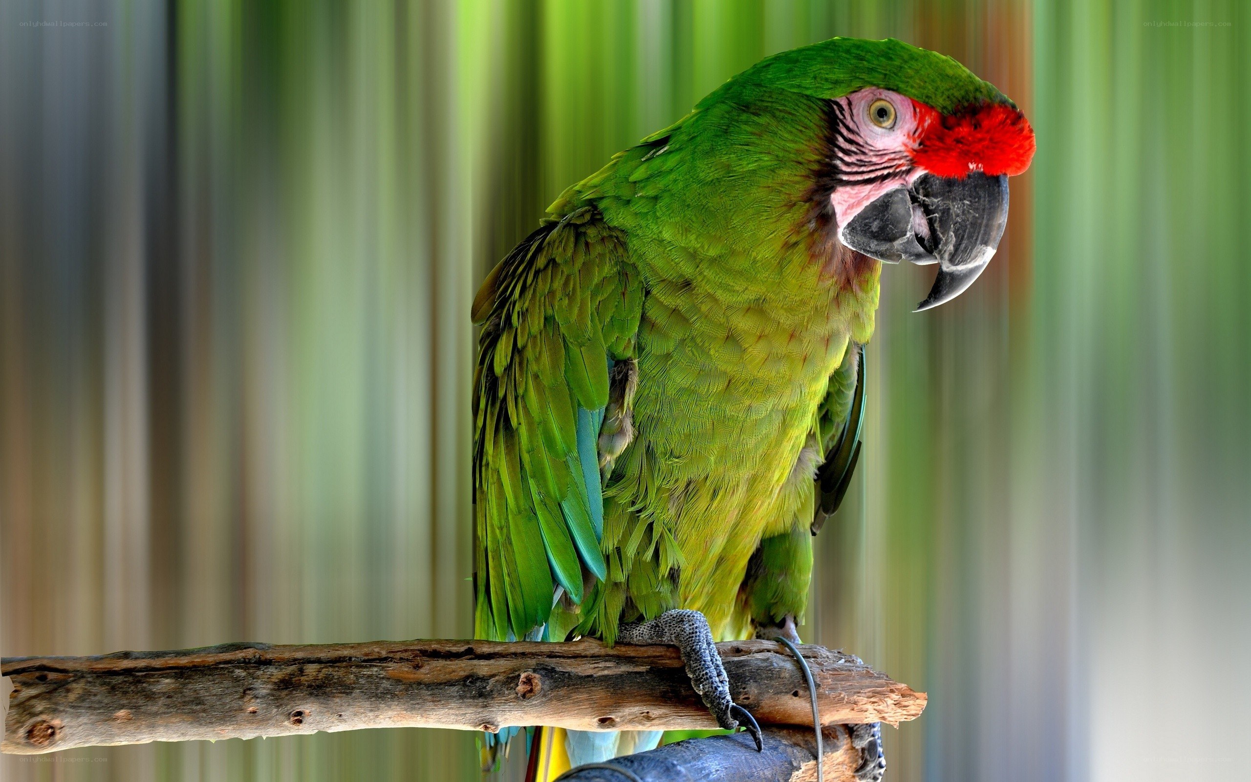 Green parrot with red face