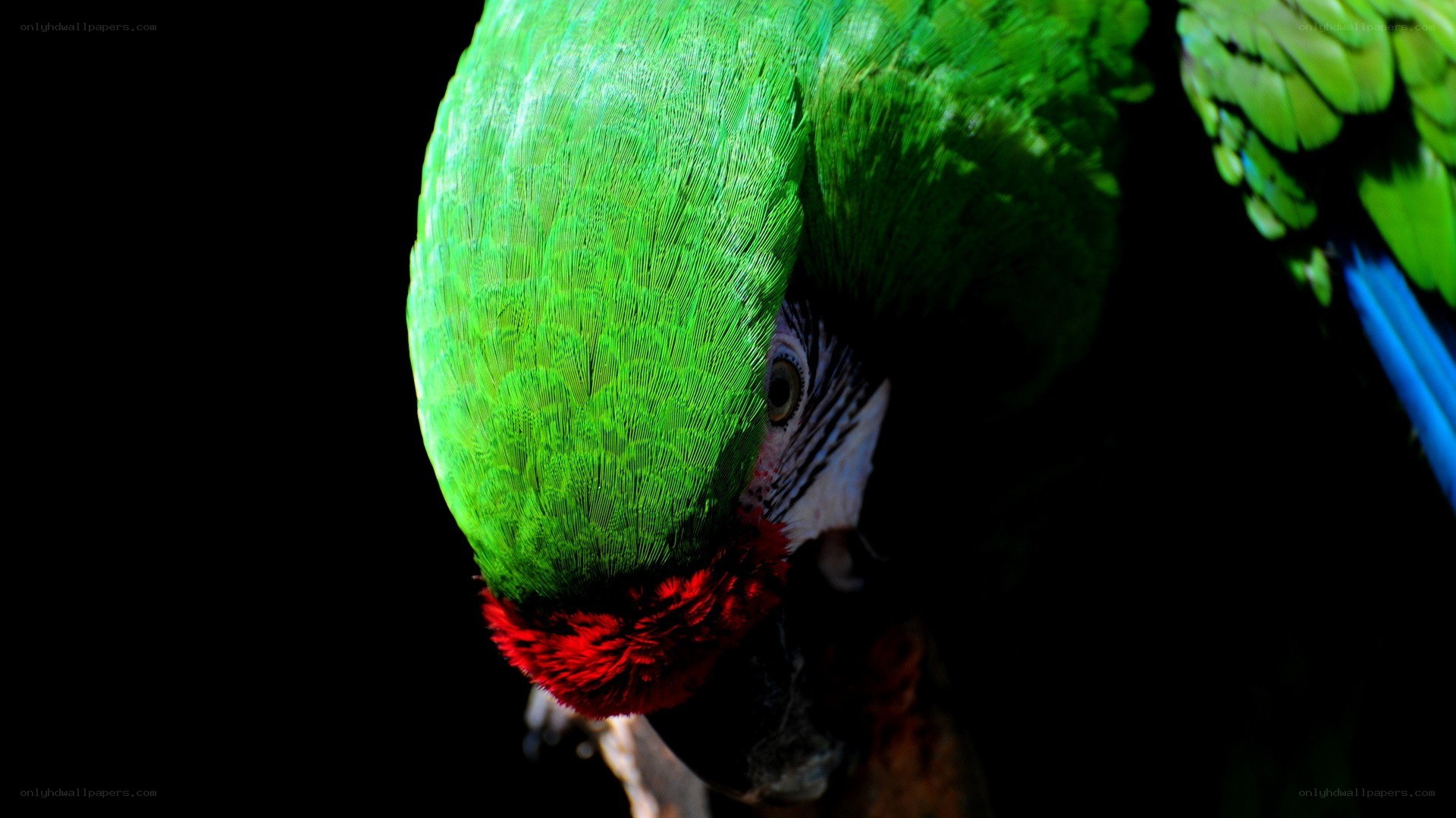 green parrot with red feathers