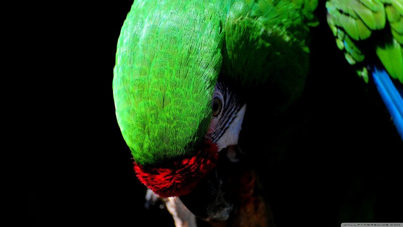 Green Parrot with Red Feathers — Dramatic, Photograph