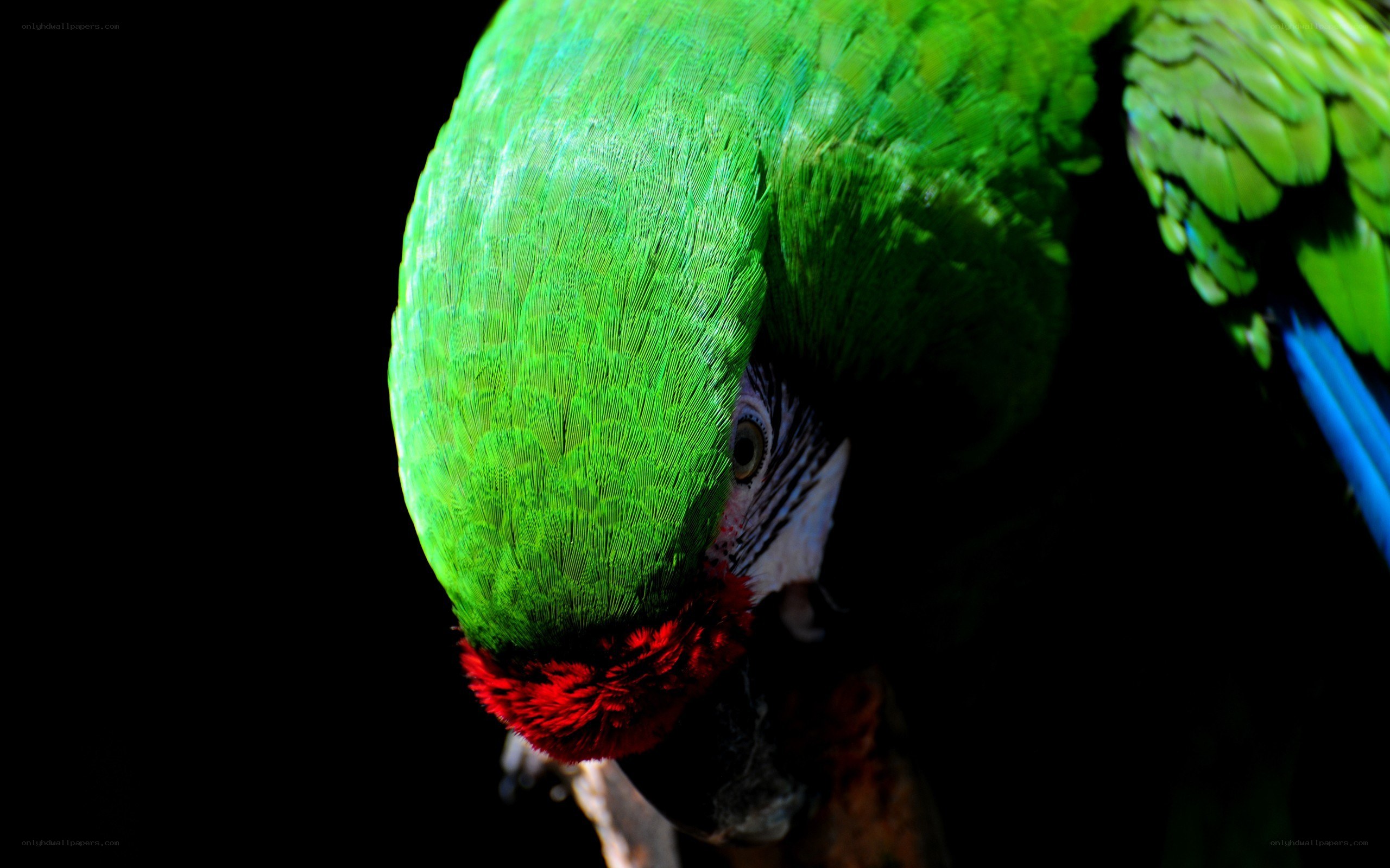 green parrot with red feathers