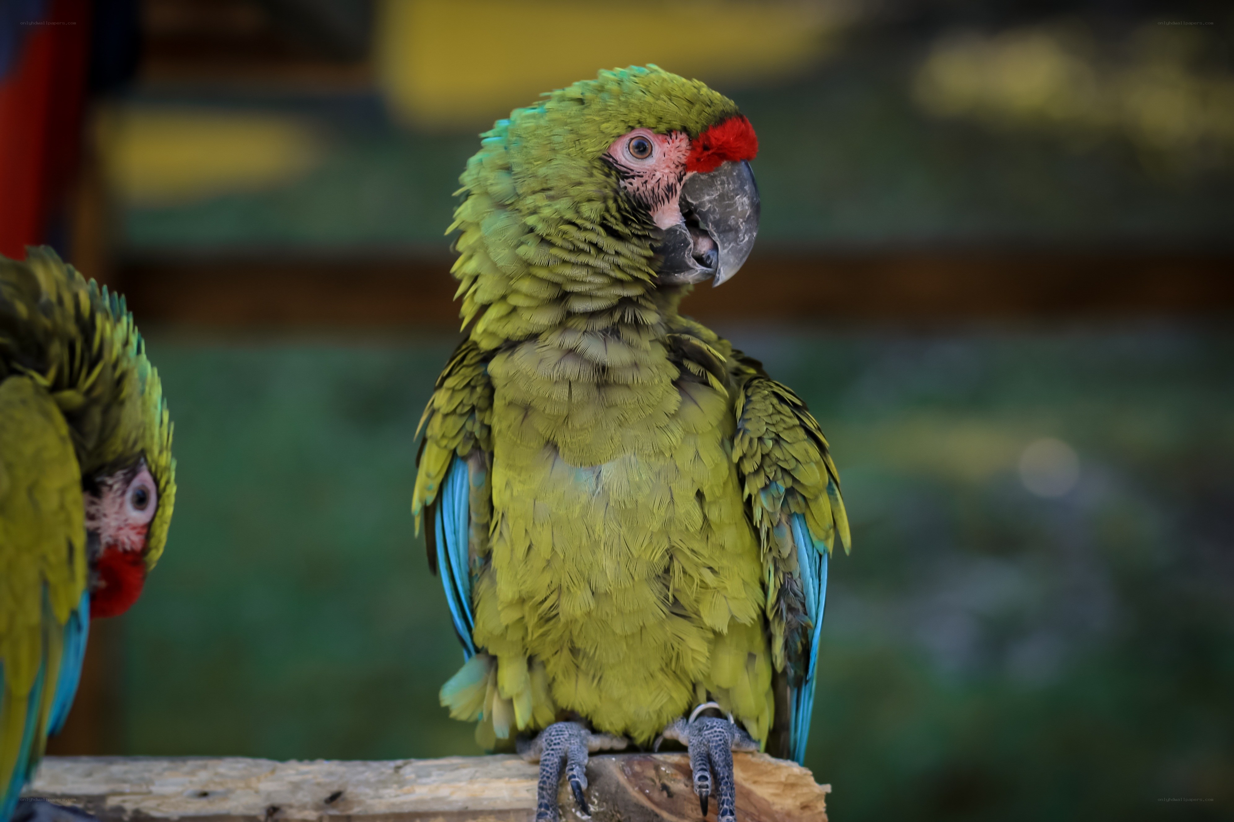 Green parrot with red forehead