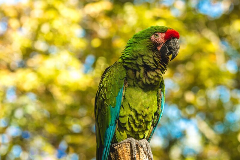 Green parrot with red forehead