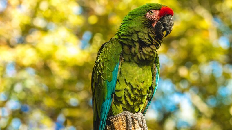 Green Parrot with Red Forehead — Calm, Afternoon