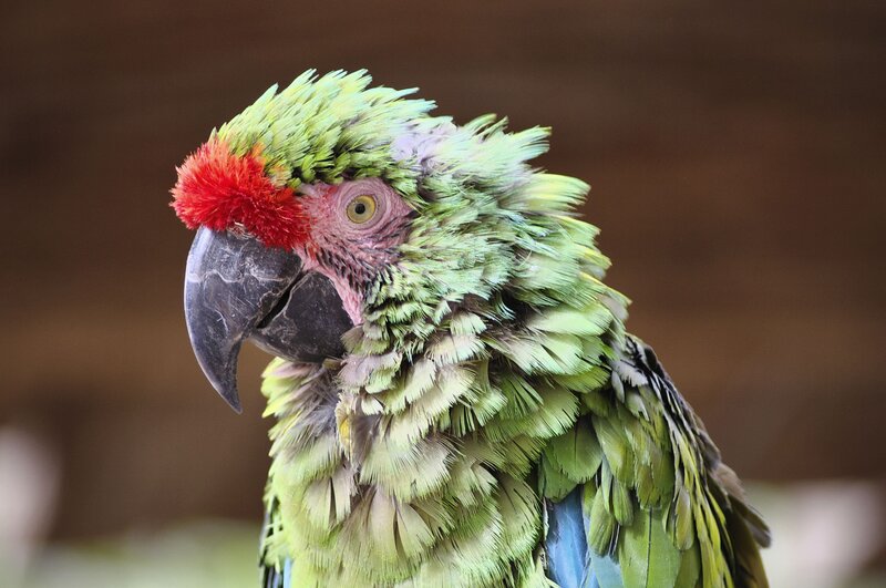 Green Parrot with Red Forehead — Calm, Photograph