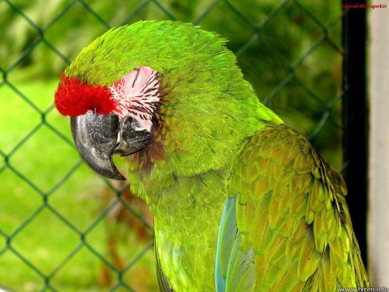 Green Parrot with Red Forehead — Calm