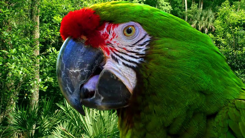 Green Parrot with Red Forehead — Natural, Afternoon