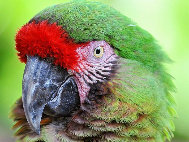 Green Parrot with Red Forehead — Natural