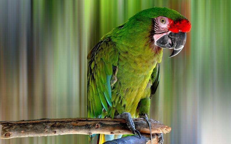 Green parrot with red forehead