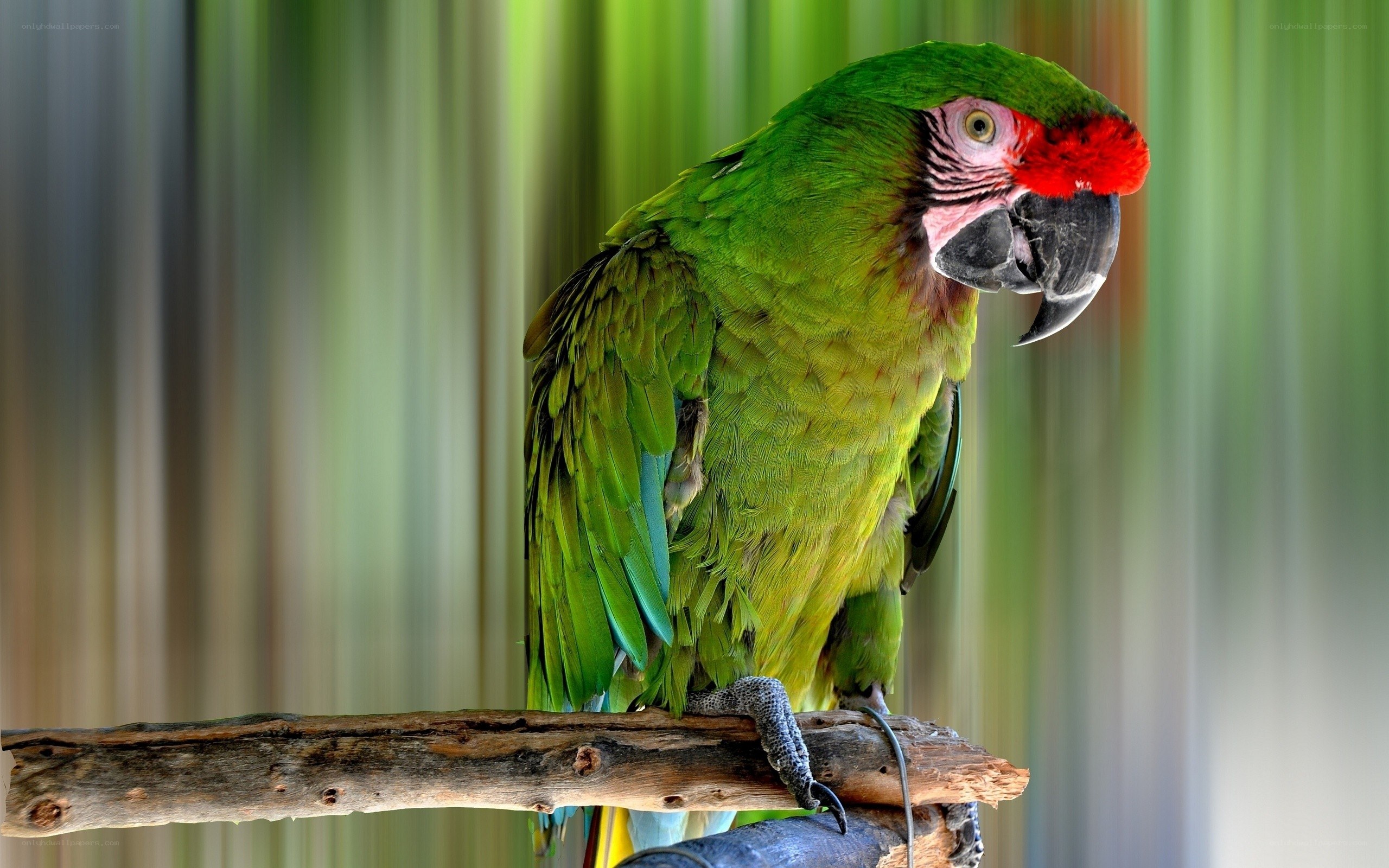Green parrot with red forehead