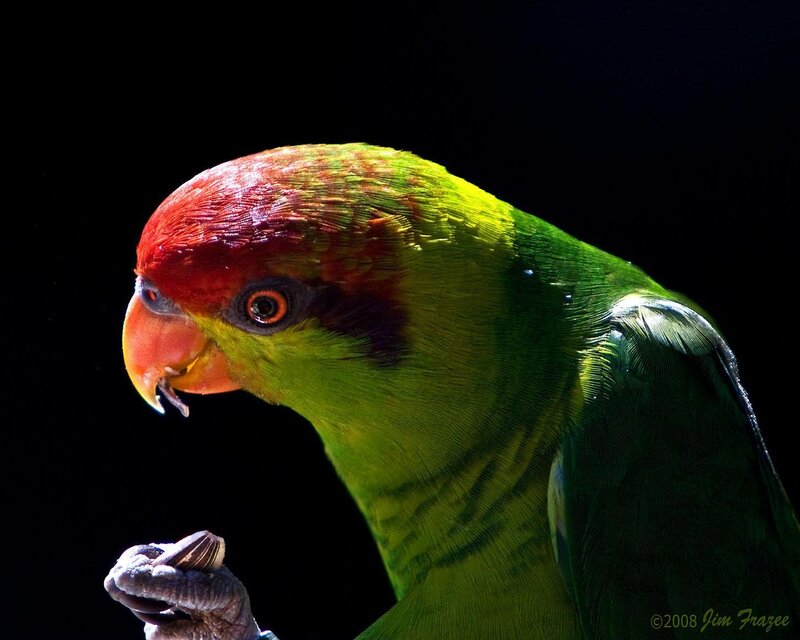 Green Parrot with Red Head — Dramatic