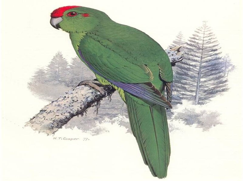 Green parrot with red head