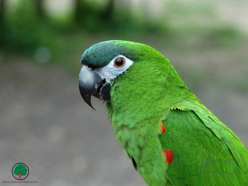 green parrot with red markings