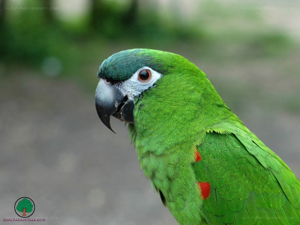 green parrot with red markings