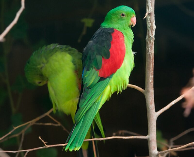 Green Parrot with Red Patch — Calm