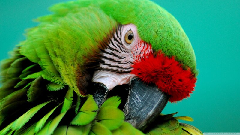 Green Parrot with Red Patch