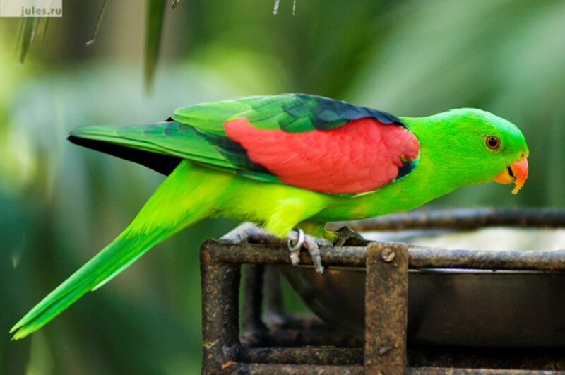 Green Parrot with Red Wing