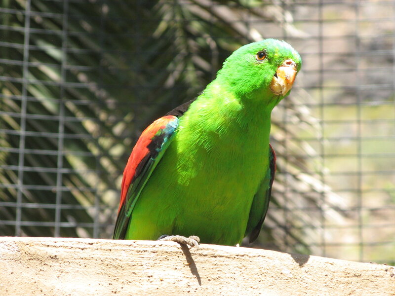 green parrot with red wings