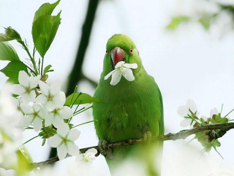 Green parrot with white flower