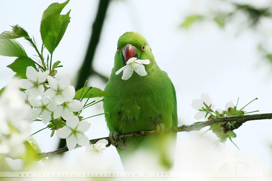 Green parrot with white flower